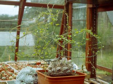 http://website.lineone.net/%7Eigandjm.robinson/cactislides/Dioscorea_Elephantipes.jpg