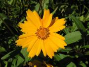 Nachyek wielkokwiatowy - Coreopsis grandiflora