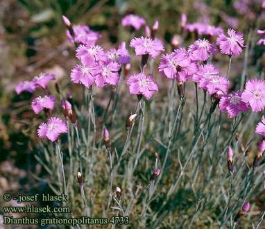 Dianthus gratianopolitanus Cheddar pink Pudenellike Vuorineilikka Oeillet Œillet Grenoble Rotsanjer Garofano Grenoble Pnksdi szegf Pfingstnelke godzik siny klinek hvozdk siv Bergnejlika Гвоздика серовато-голубая